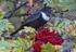 Male Ring Ouzel