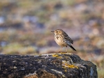 Meadow Pipit