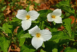 3 Trilliums
