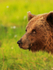 Brown Bear close-up at Martinselkonen