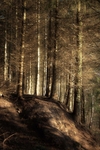 Earthen Bank, Lydbrook