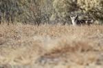 Bobcat in long grass, Bosque del Apache, New Mexico, USA