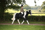 S65 - Piebald & Skewbald Horse Ridden portfolio