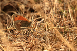 Small Heath (female) back lit, resting on ground, Seacombe, Dorset