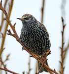 18th January Starling