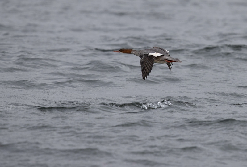 Red-Breasted Merganser - Ardnamurchan Peninsula - Scotland