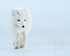 Arctic Fox (white), Svalbard, Norway