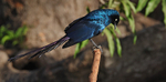 Long Tailed Glossy Starling