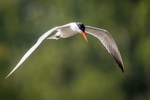 Tern Tern Tern