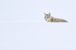 Coyote head above snow drift, Yellowstone National Park