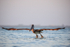 Brown Pelican lifts off from water, Sanibel Island, Florida