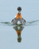 Red-necked Phalarope (female) head-on, Iceland