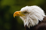 American Bald Eagle