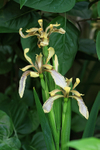 Stinking Iris flowers, Oxfordshire, UK