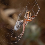 The Oak Spider (Aculepeira ceropegia) 