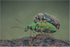 Weevils Mating