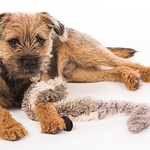 Border Terrier on Guard!