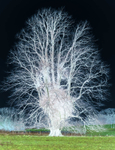 1st January Spectral