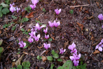 Okewood Churchyard - 13