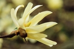 Magnolia Stellata Gold Star