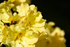 Yellow Rhododendron - DSC_7413_00006