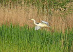 Great White Egret