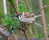 Tree Sparrow