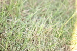 SBM_19713
