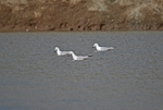 Slender-billed Gulls