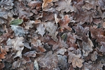 Frosty Oak Leaves:5E