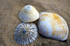 Seashells - 6240