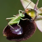 Ophrys bertoloniiformis (syn. O. bertoloni ssp bertoloniiformis)