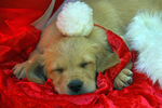 Christmas puppy..