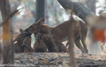 Dholes
