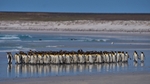 King Penguins