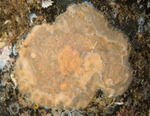 Parasmittina trispinosa