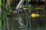 Sungrebe portfolio