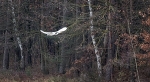 Egret in flight -9