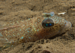 Callionymus maculatus