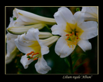 Lilium regale 'Album' 2