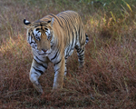 Male Tiger close approach, Panna Reserve, Madhyra Pradesh, India