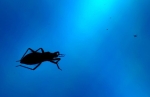 Blue Bug