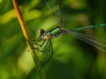 Emerald Damselfly