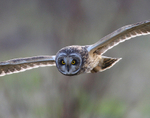 Short Eared Owl