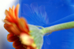 Flowers Set 05 - 17