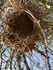 Entrance Into A Weaver nest