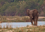Chobe National Park Botswana