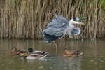 Fluffed-up Grey Heron & Mallards