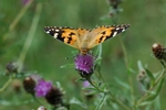 Painted Lady