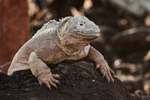 Santa Fe Land Iguana on rock, Santa Fe Island, Galapagos
